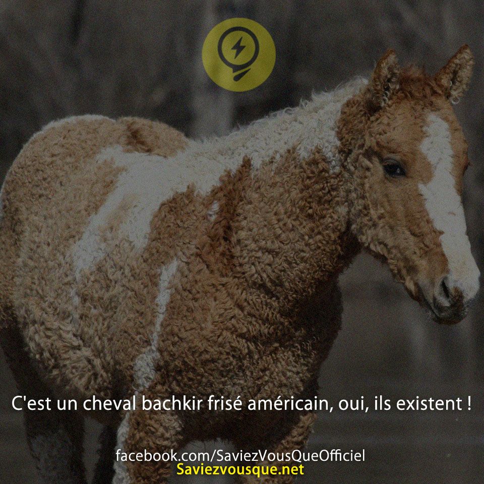C&#039;est un cheval bachkir frisé américain, oui, ils existent !