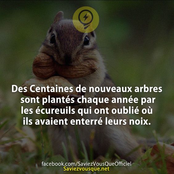 Des Centaines de nouveaux arbres sont plantés chaque année par les écureuils qui ont oublié où ils avaient enterré leurs noix.