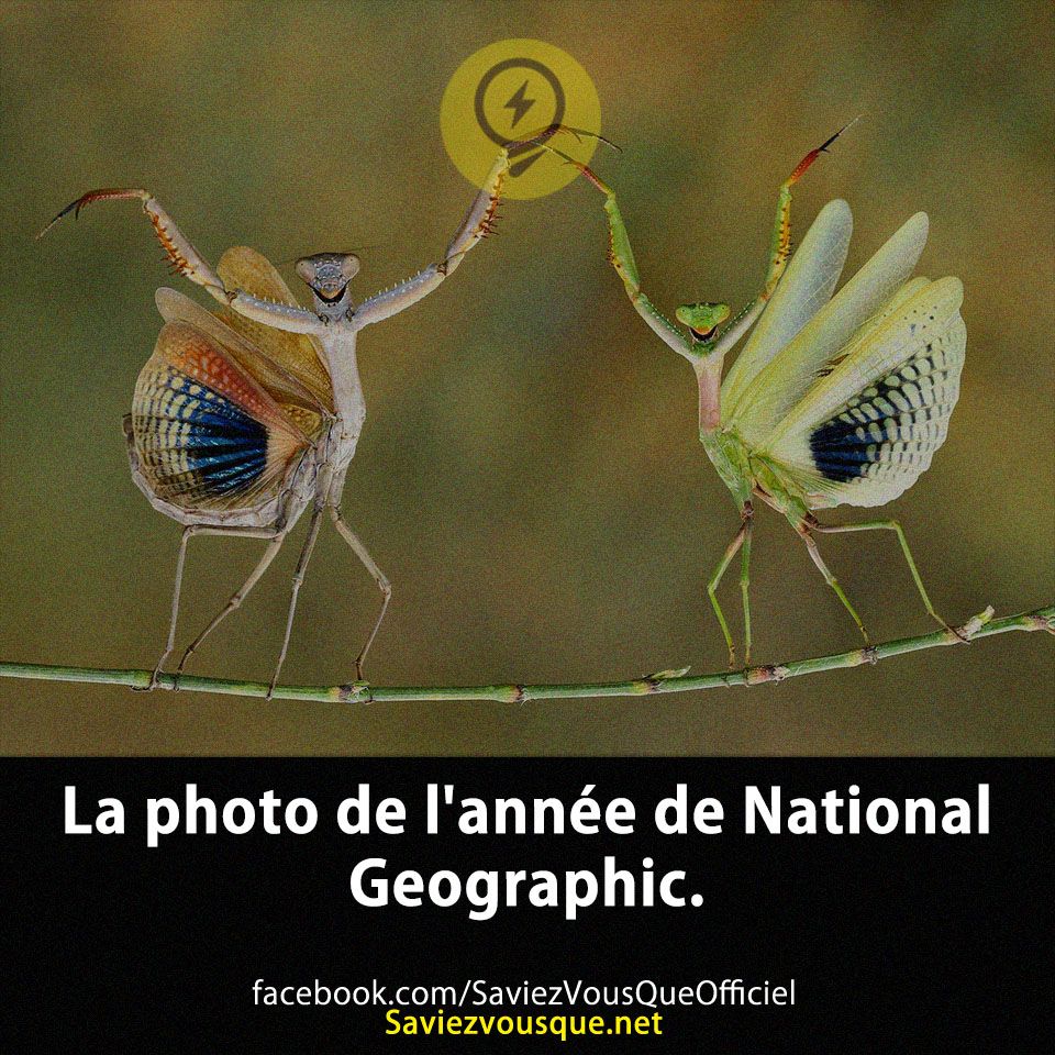 La photo de l&#039;année de National Geographic.