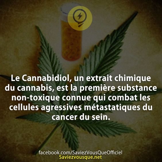 Le Cannabidiol, un extrait chimique du cannabis, est la première substance non-toxique connue qui combat les cellules agressives métastatiques du cancer du sein.