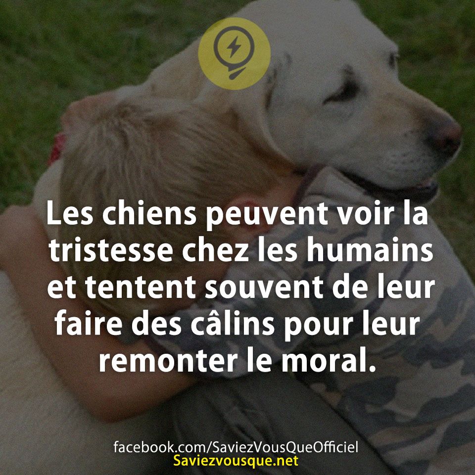 Les chiens peuvent voir la tristesse chez les humains et tentent souvent de leur faire des câlins pour leur remonter le moral.