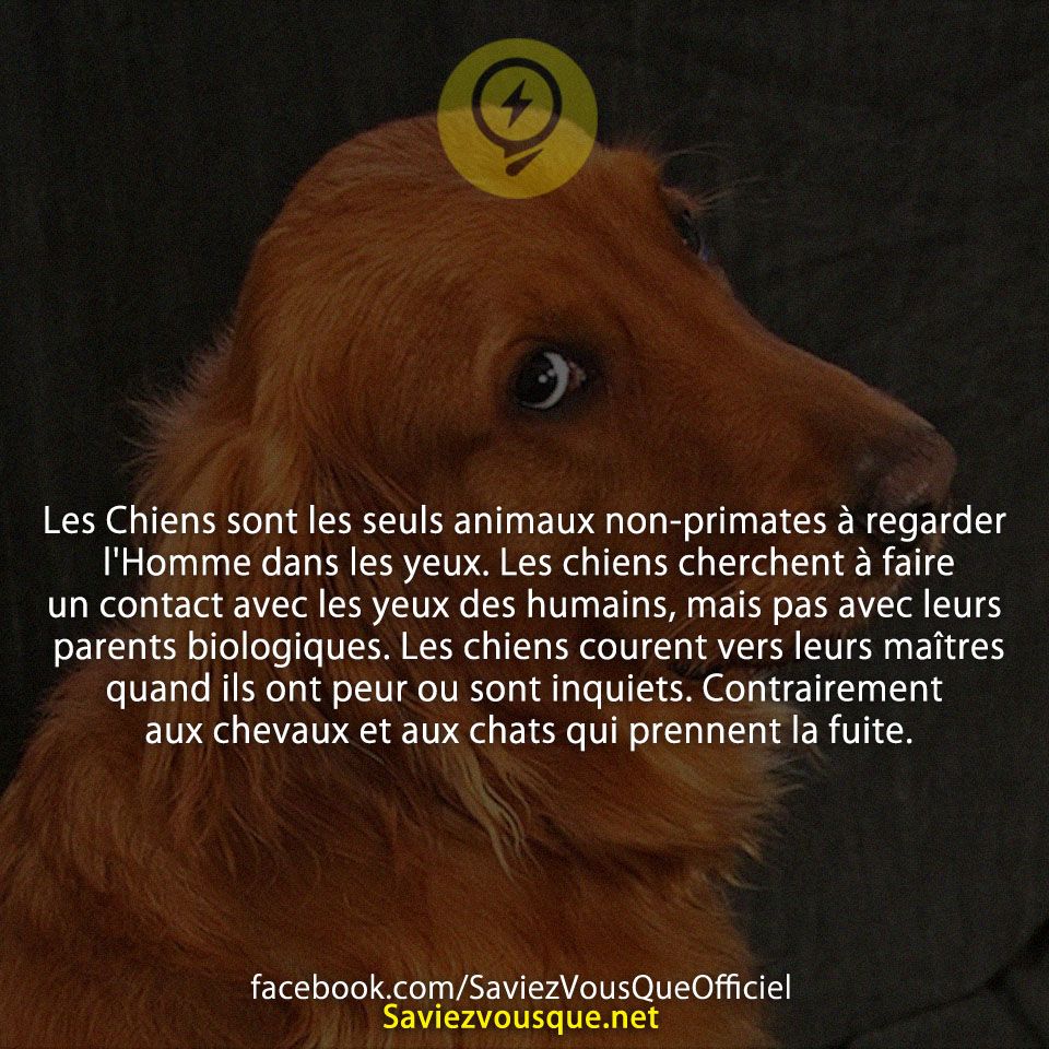 Les Chiens sont les seuls animaux non-primates à regarder l&#039;Homme dans les yeux. Les chiens cherchent à faire un contact avec les yeux des humains, mais pas avec leurs parents biologiques. Les chiens courent vers leurs maîtres quand ils ont peur ou sont inquiets. Contrairement aux chevaux et aux chats qui prennent la fuite.
