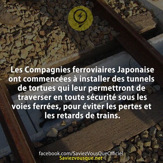 Les Compagnies ferroviaires Japonaise ont commencées à installer des tunnels de tortues qui leur permettront de traverser en toute sécurité sous les voies ferrées, pour éviter les pertes et les retards de trains.