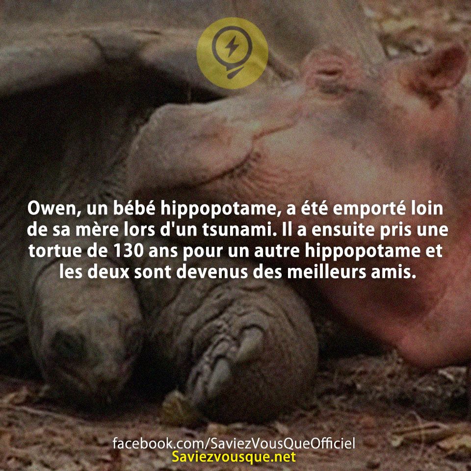 Owen, un bébé hippopotame, a été emporté loin de sa mère lors d&#039;un tsunami. Il a ensuite pris une tortue de 130 ans pour un autre hippopotame et les deux sont devenus des meilleurs amis.