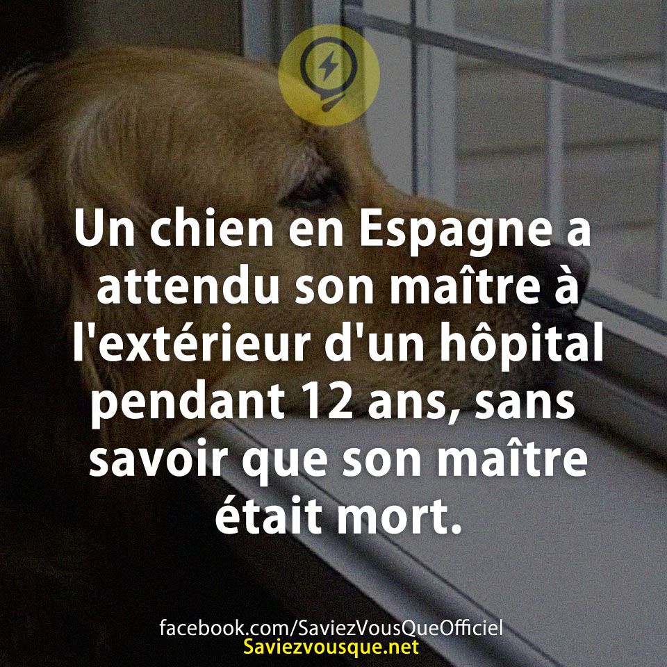 Un chien en Espagne a attendu son maître à l&#039;extérieur d&#039;un hôpital pendant 12 ans, sans savoir que son maître était mort.