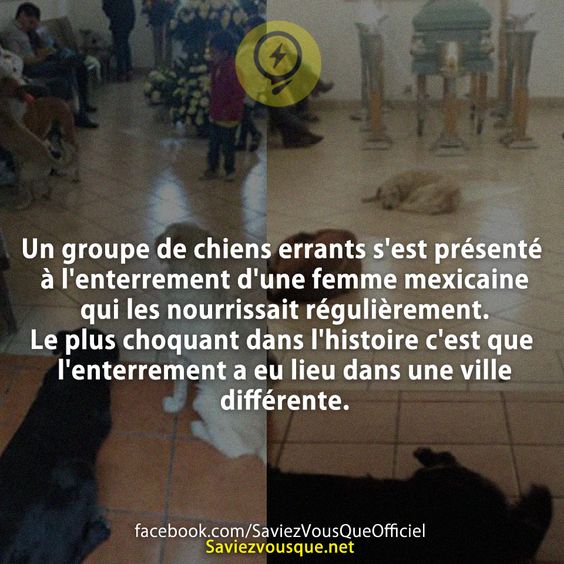 Un groupe de chiens errants s&#039;est présenté à l&#039;enterrement d&#039;une femme mexicaine qui les nourrissait régulièrement. Le plus choquant dans l&#039;histoire c&#039;est que l&#039;enterrement a eu lieu dans une ville différente.
