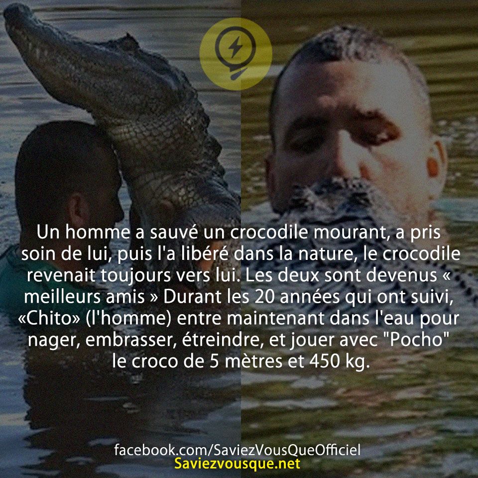 Un homme a sauvé un crocodile mourant, a pris soin de lui, puis l&#039;a libéré dans la nature, le crocodile revenait toujours vers lui. Les deux sont devenus « meilleurs amis » Durant les 20 années qui ont suivi, «Chito» (l&#039;homme) entre maintenant dans l&#039;eau pour nager, embrasser, étreindre, et jouer avec &quot;Pocho&quot; le croco de 5 mètres et 450 kg.