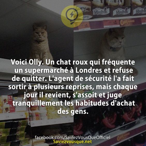 Voici Olly. Un chat roux qui fréquente un supermarché à Londres et refuse de quitter. L&#039;agent de sécurité l&#039;a fait sortir à plusieurs reprises, mais chaque jour il revient, s&#039;assoit et juge tranquillement les habitudes d&#039;achat des gens.