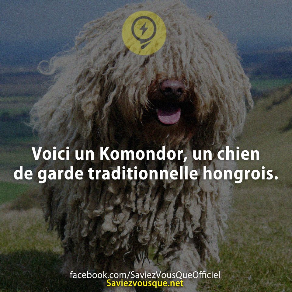 Voici un Komondor, un chien de garde traditionnelle hongrois.