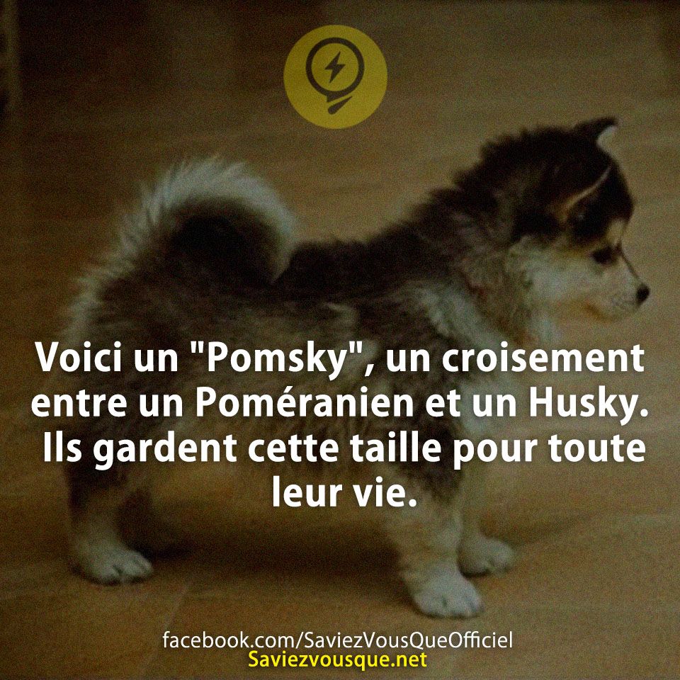 Voici un &quot;Pomsky&quot;, un croisement entre un Poméranien et un Husky. Ils gardent cette taille pour toute leur vie.