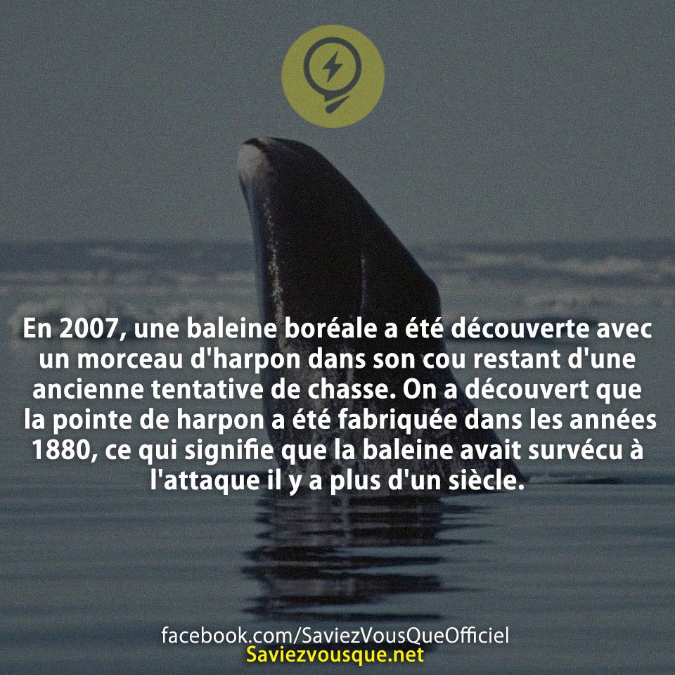 En 2007, une baleine boréale a été découverte avec un morceau d&#039;harpon dans son cou restant d&#039;une ancienne tentative de chasse. On a découvert que la pointe de harpon a été fabriquée dans les années 1880, ce qui signifie que la baleine avait survécu à l&#039;attaque il y a plus d&#039;un siècle.