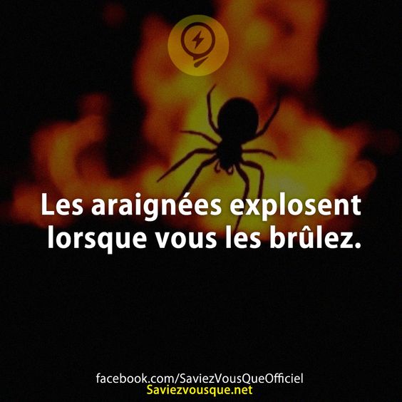 Les araignées explosent lorsque vous les brûlez.