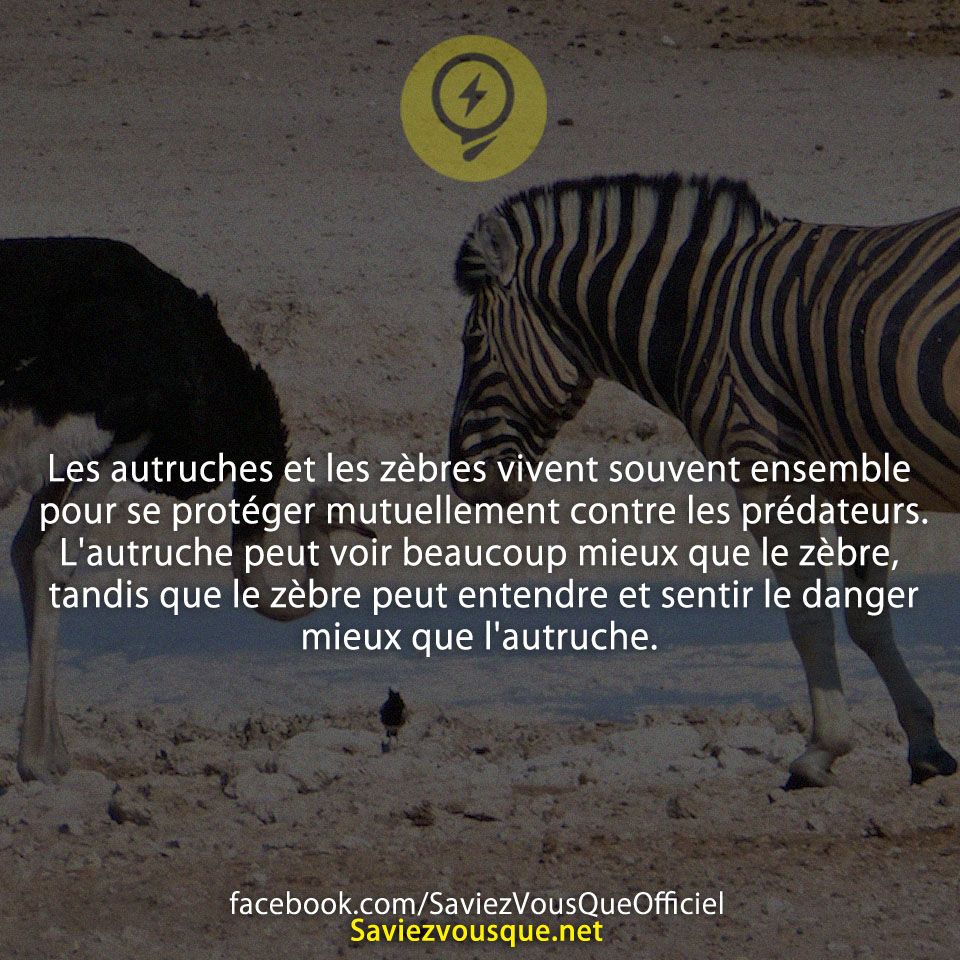 Les autruches et les zèbres vivent souvent ensemble pour se protéger mutuellement contre les prédateurs. L&#039;autruche peut voir beaucoup mieux que le zèbre, tandis que le zèbre peut entendre et sentir le danger mieux que l&#039;autruche.