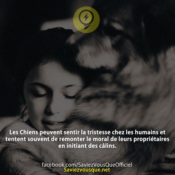 Les Chiens peuvent sentir la tristesse chez les humains et tentent souvent de remonter le moral de leurs propriétaires en initiant des câlins.