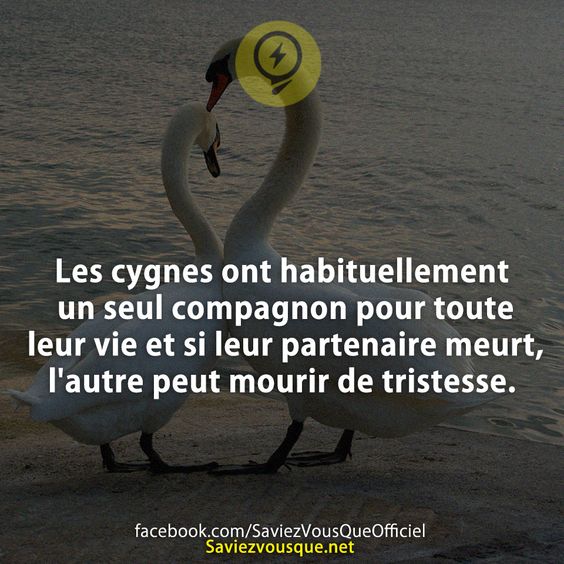 Les cygnes ont habituellement un seul compagnon pour toute leur vie et si leur partenaire meurt, l&#039;autre peut mourir de tristesse.