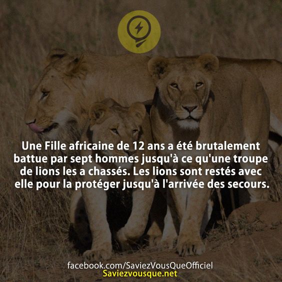 Une Fille africaine de 12 ans a été brutalement battue par sept hommes jusqu&#039;à ce qu&#039;une troupe de lions les a chassés. Les lions sont restés avec elle pour la protéger jusqu&#039;à l&#039;arrivée des secours.