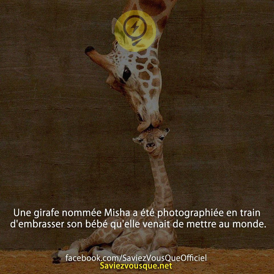 Une girafe nommée Misha a été photographiée en train d&#039;embrasser son bébé qu&#039;elle venait de mettre au monde.