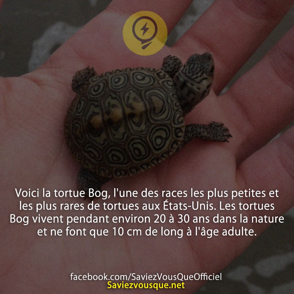 Voici la tortue Bog, l&#039;une des races les plus petites et les plus rares de tortues aux États-Unis. Les tortues Bog vivent pendant environ 20 à 30 ans dans la nature et ne font que 10 cm de long à l&#039;âge adulte.