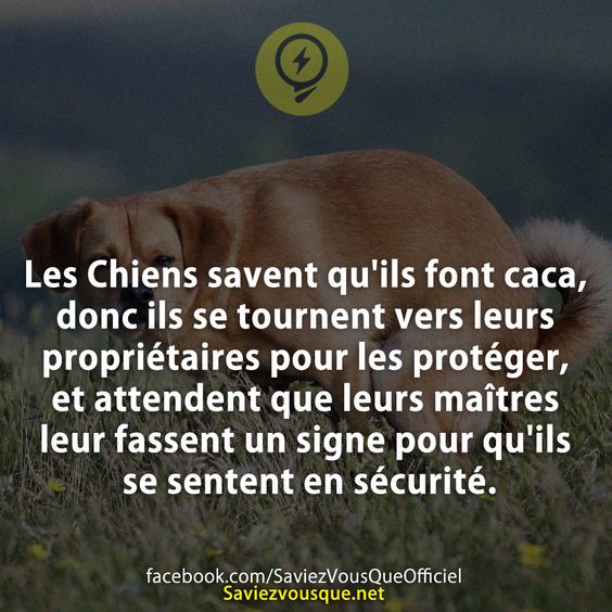 Les Chiens savent qu&#039;ils font caca, donc ils se tournent vers leurs propriétaires pour les protéger, et attendent que leurs maîtres leur fassent un signe pour qu&#039;ils se sentent en sécurité.
