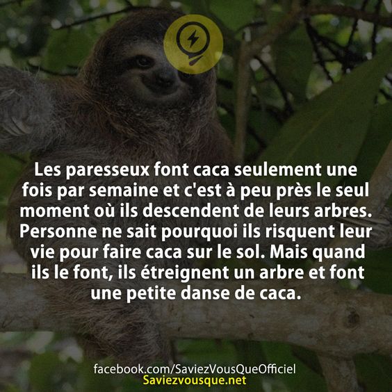 Les paresseux font caca seulement une fois par semaine et c&#039;est à peu près le seul moment où ils descendent de leurs arbres. Personne ne sait pourquoi ils risquent leur vie pour faire caca sur le sol. Mais quand ils le font, ils étreignent un arbre et font une petite danse de caca.
