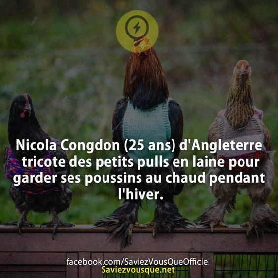 Nicola Congdon (25 ans) d&#039;Angleterre tricote des petits pulls en laine pour garder ses poussins au chaud pendant l&#039;hiver.