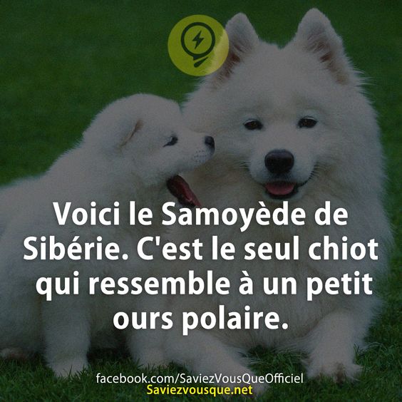Voici le Samoyède de Sibérie. C&#039;est le seul chiot qui ressemble à un petit ours polaire.