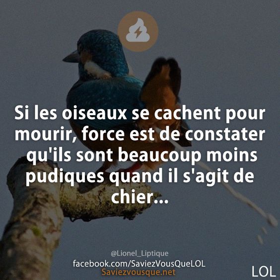 Si les oiseaux se cachent pour mourir, force est de constater qu&#039;ils sont beaucoup moins pudiques quand il s&#039;agit de chier...