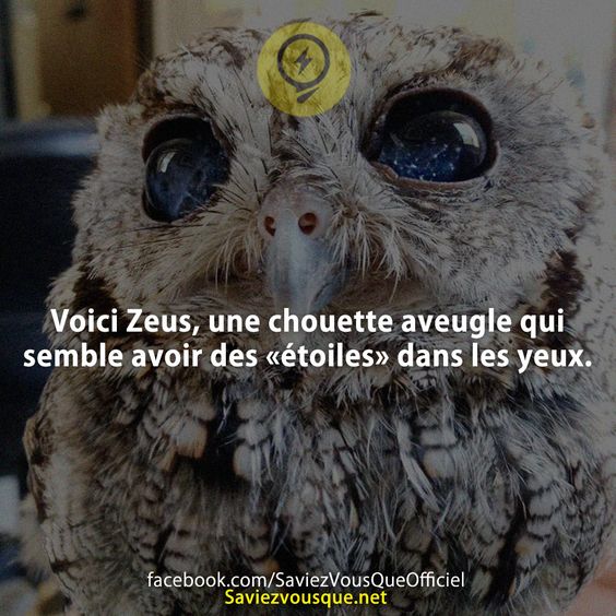 Voici Zeus, une chouette aveugle qui semble avoir des «étoiles» dans les yeux.