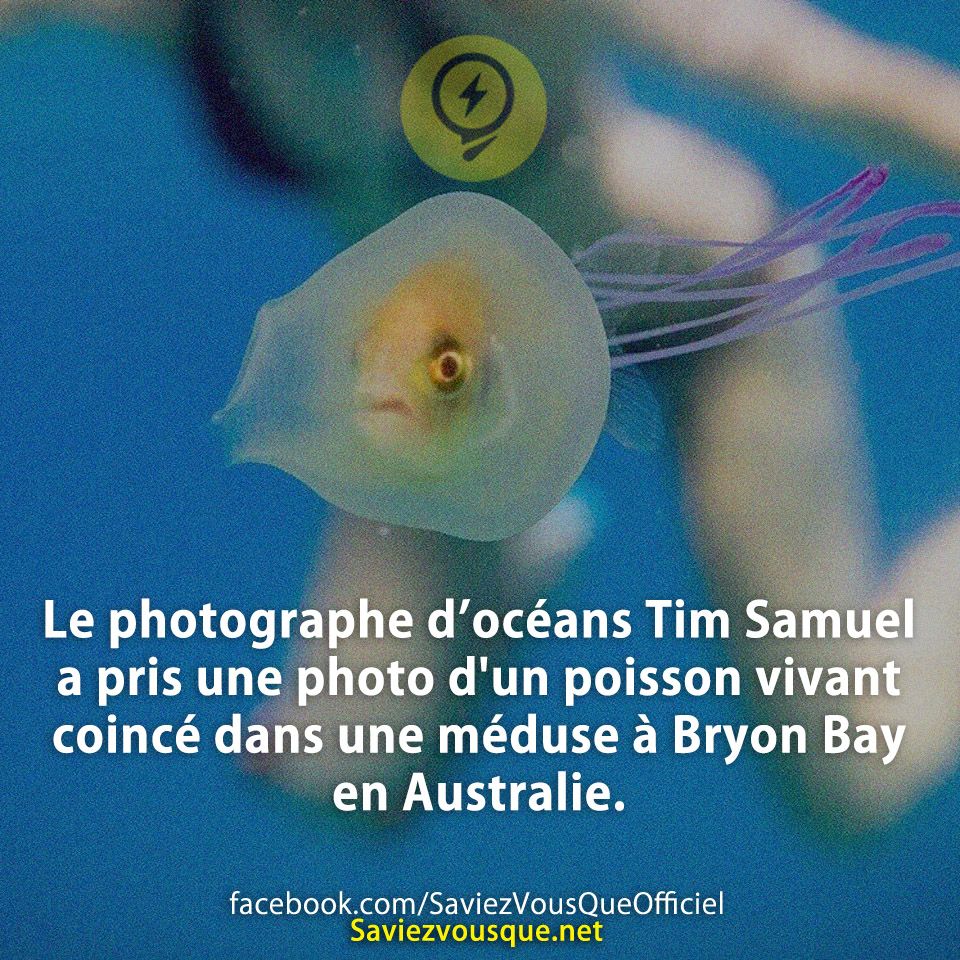 Le photographe d’océans Tim Samuel a pris une photo d&#039;un poisson vivant coincé dans une méduse à Bryon Bay en Australie.