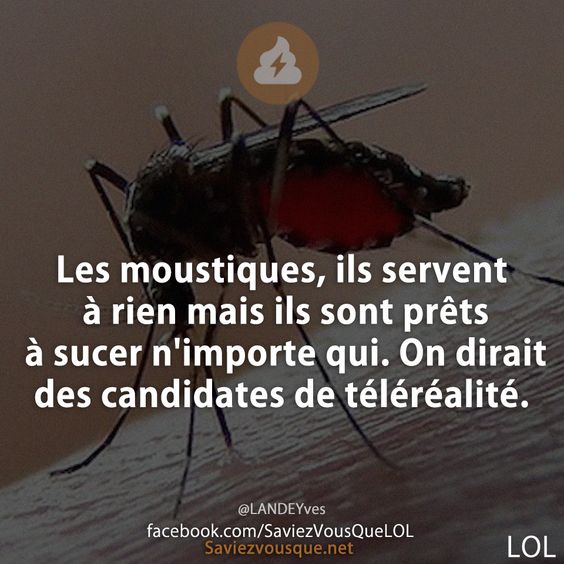 Les moustiques, ils servent à rien mais ils sont prêts à sucer n&#039;importe qui. On dirait des candidates de téléréalité.