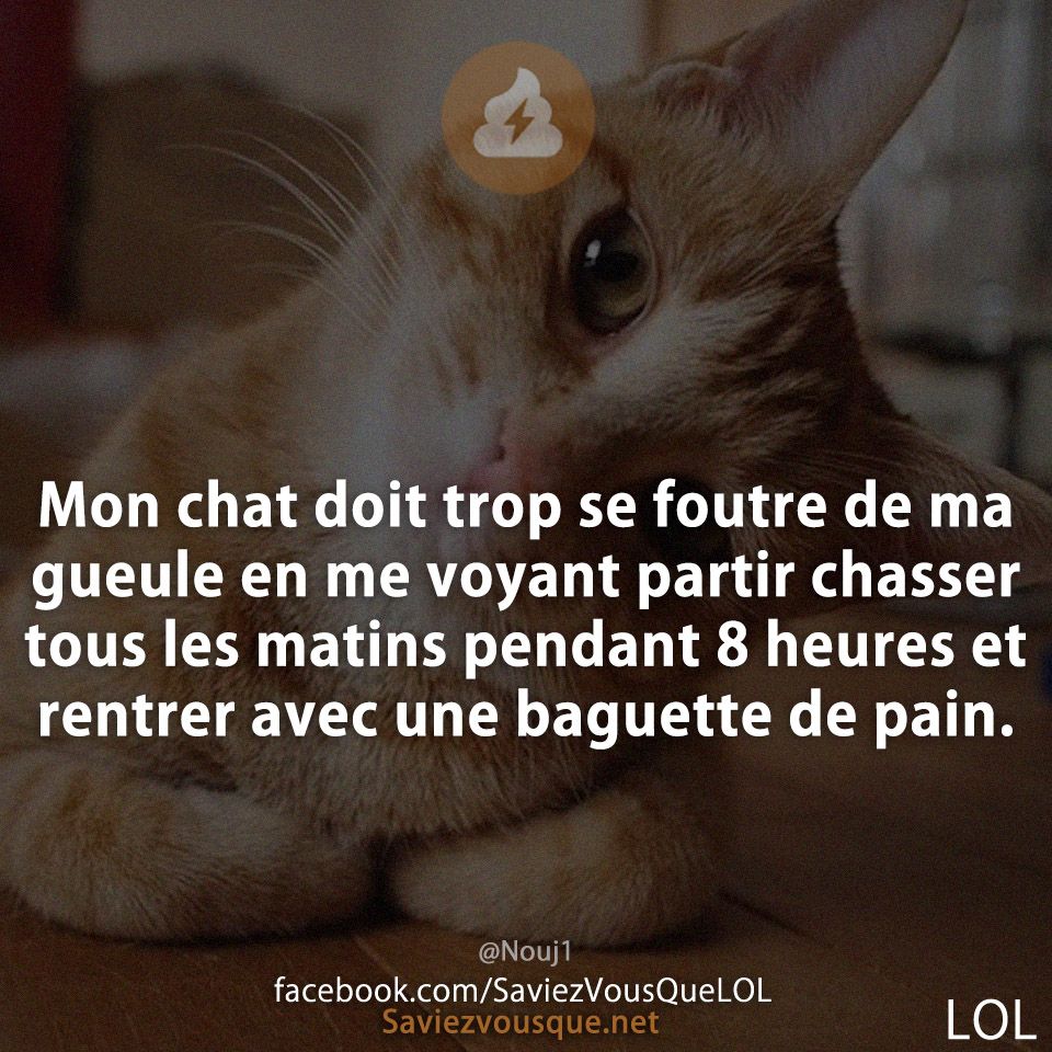 Mon chat doit trop se foutre de ma gueule en me voyant partir chasser tous les matins pendant 8 heures et rentrer avec une baguette de pain.