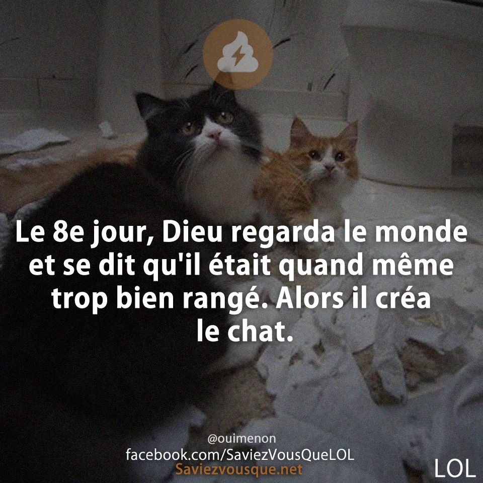 Le 8e jour, Dieu regarda le monde et se dit qu&#039;il était quand même trop bien rangé. Alors il créa le chat.