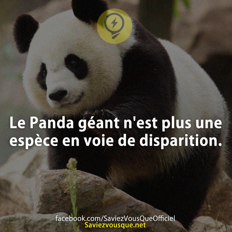 Le Panda géant n&#039;est plus une espèce en voie de disparition.