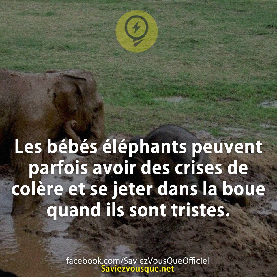 Les bébés éléphants peuvent parfois avoir des crises de colère et se jeter dans la boue quand ils sont tristes.