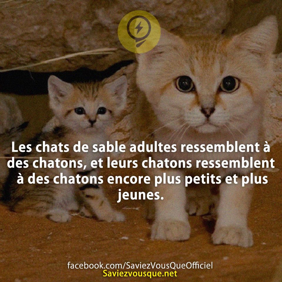 Les chats de sable adultes ressemblent à des chatons, et leurs chatons ressemblent à des chatons encore plus petits et plus jeunes.