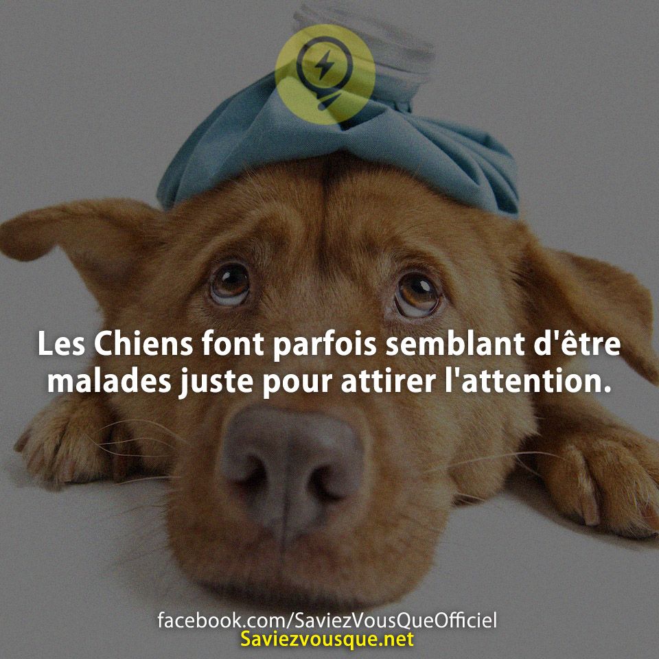 Les Chiens font parfois semblant d&#039;être malades juste pour attirer l&#039;attention.