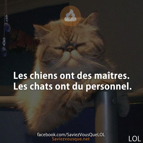 Les chiens ont des maîtres. Les chats ont du personnel.