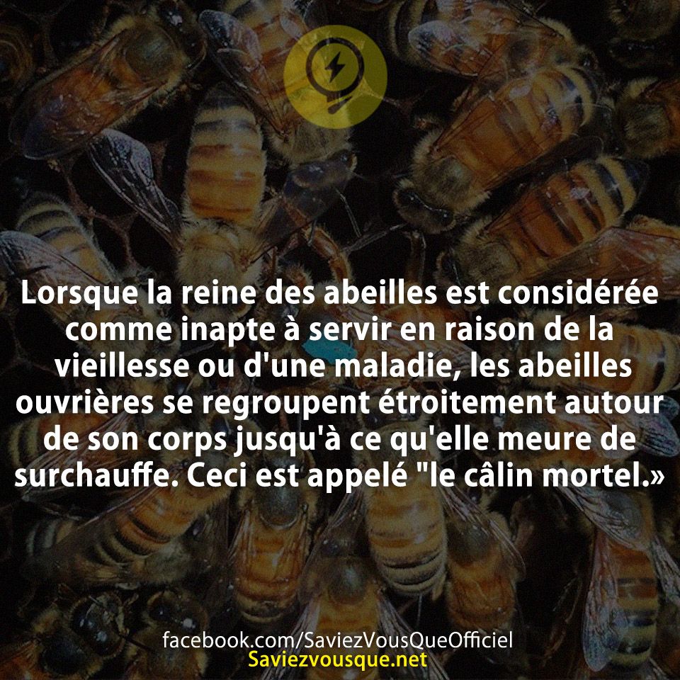 Lorsque la reine des abeilles est considérée comme inapte à servir en raison de la vieillesse ou d&#039;une maladie, les abeilles ouvrières se regroupent étroitement autour de son corps jusqu&#039;à ce qu&#039;elle meure de surchauffe. Ceci est appelé &quot;le câlin mortel.»