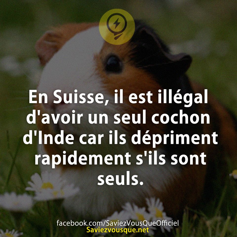 En Suisse, il est illégal d&#039;avoir un seul cochon d&#039;Inde car ils dépriment rapidement s&#039;ils sont seuls.