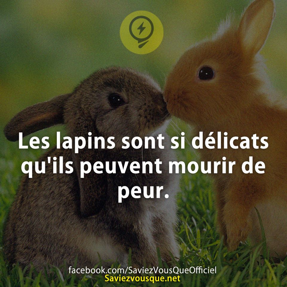 Les lapins sont si délicats qu&#039;ils peuvent mourir de peur.