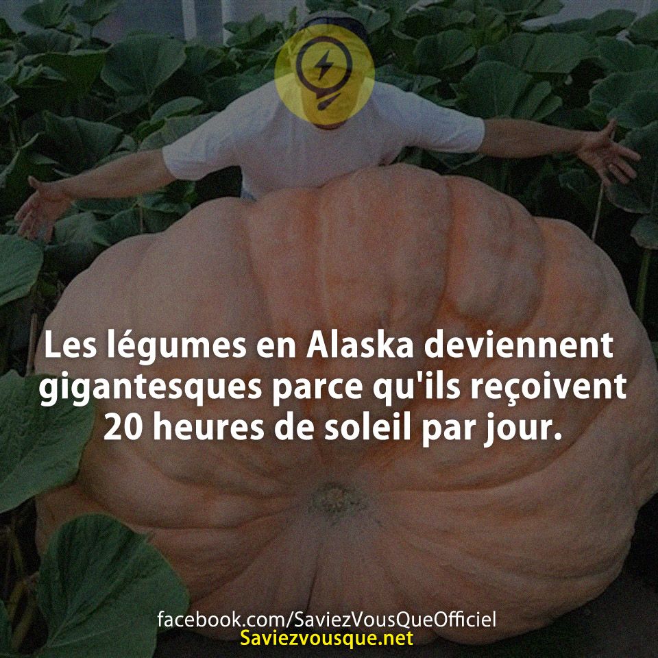 Les légumes en Alaska deviennent gigantesques parce qu&#039;ils reçoivent 20 heures de soleil par jour.