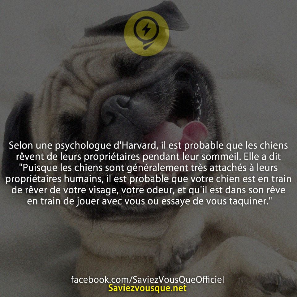 Selon une psychologue d&#039;Harvard, il est probable que les chiens rêvent de leurs propriétaires pendant leur sommeil. Elle a dit &quot;Puisque les chiens sont généralement très attachés à leurs propriétaires humains, il est probable que votre chien est en train de rêver de votre visage, votre odeur, et qu&#039;il est dans son rêve en train de jouer avec vous ou essaye de vous taquiner.&quot;
