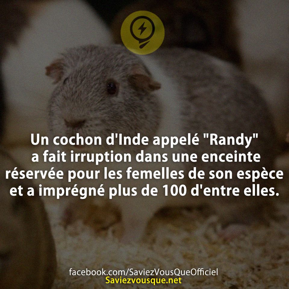 Un cochon d&#039;Inde appelé &quot;Randy&quot; a fait irruption dans une enceinte réservée pour les femelles de son espèce et a imprégné plus de 100 d&#039;entre elles.