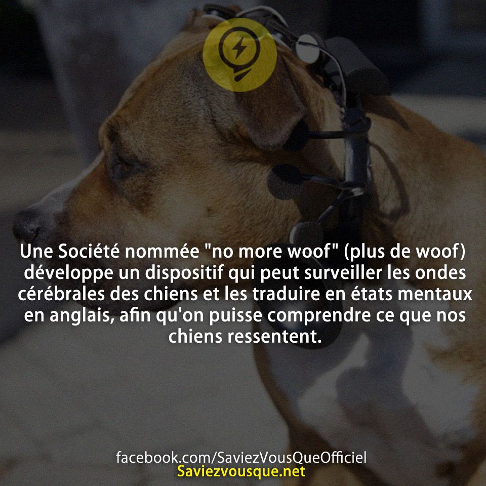 Une Société nommée &quot;no more woof&quot; (plus de woof) développe un dispositif qui peut surveiller les ondes cérébrales des chiens et les traduire en états mentaux en anglais, afin qu&#039;on puisse comprendre ce que nos chiens ressentent.