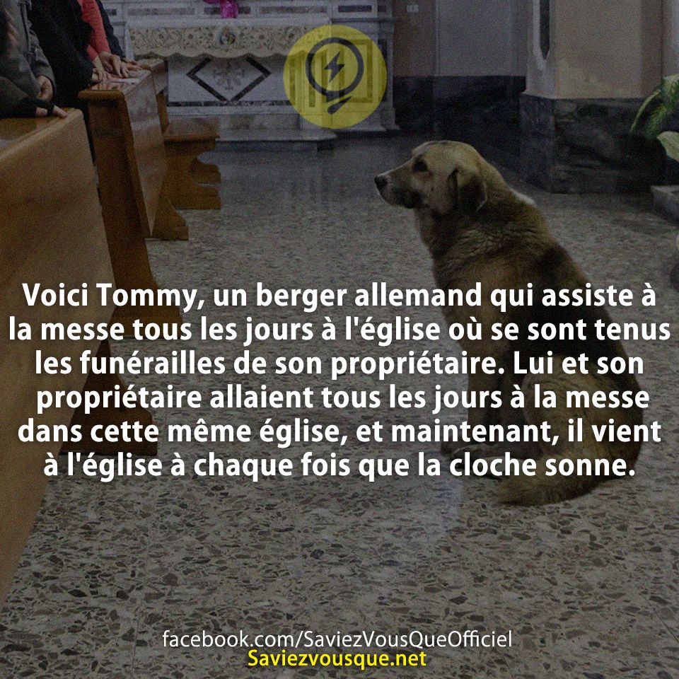 Voici Tommy, un berger allemand qui assiste à la messe tous les jours à l&#039;église où se sont tenus les funérailles de son propriétaire. Lui et son propriétaire allaient tous les jours à la messe dans cette même église, et maintenant, il vient à l&#039;église à chaque fois que la cloche sonne.