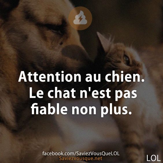Attention au chien. Le chat n'est pas fiable non plus.