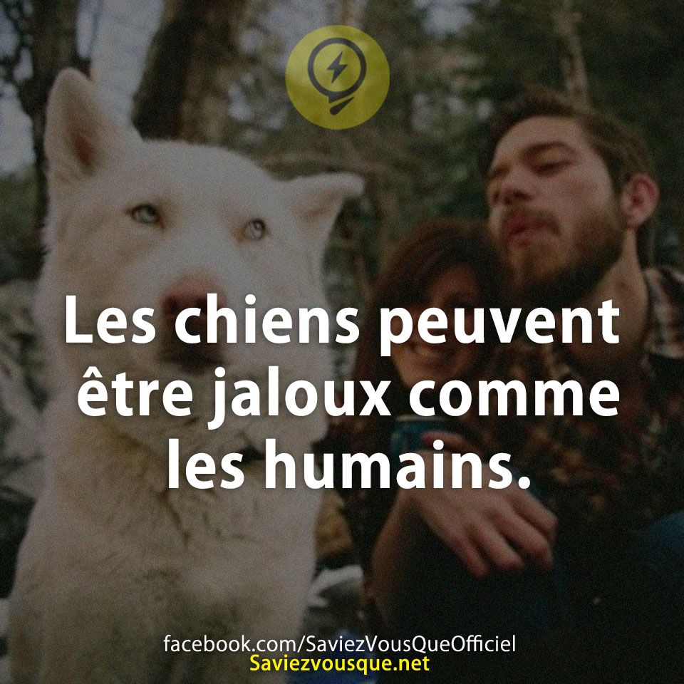 Les chiens peuvent être jaloux comme les humains.