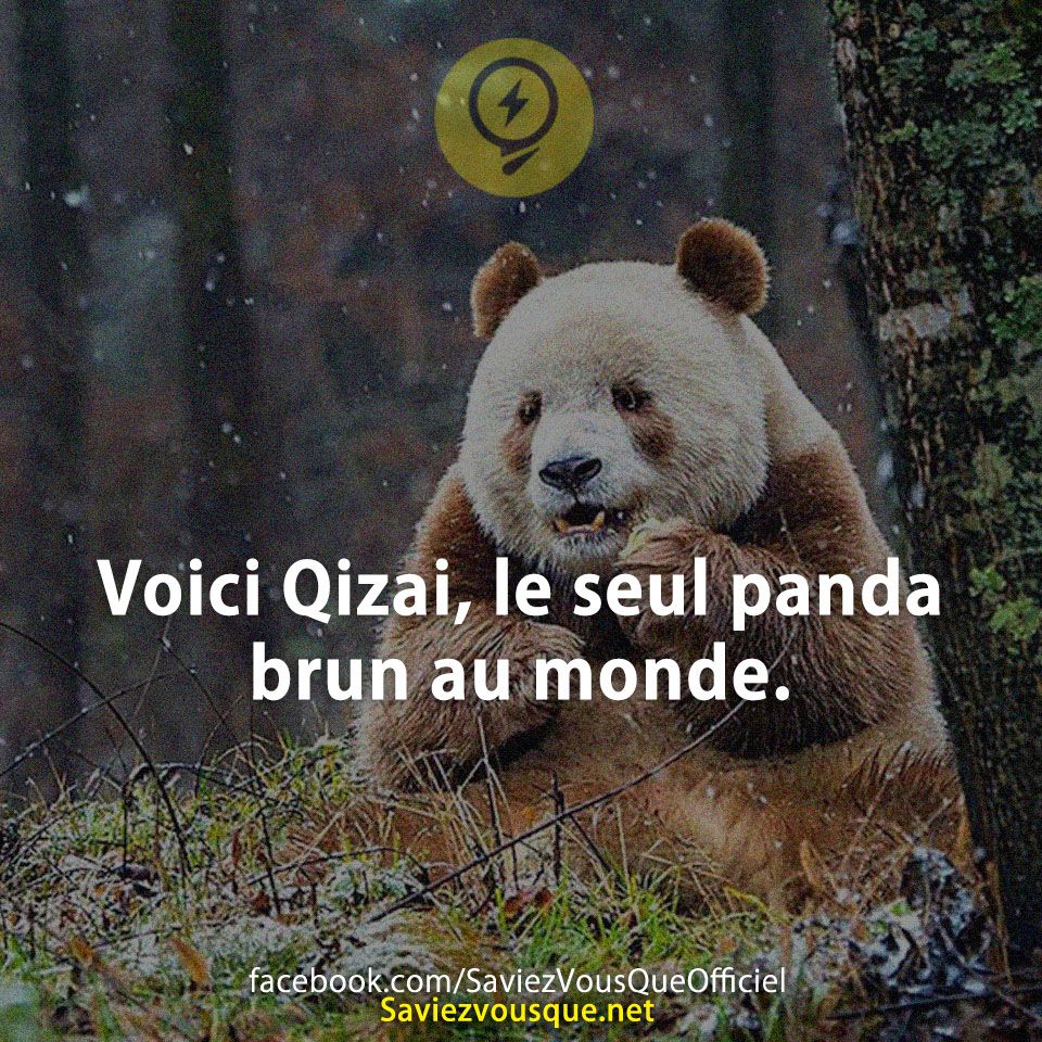 Voici Qizai, le seul panda brun au monde.