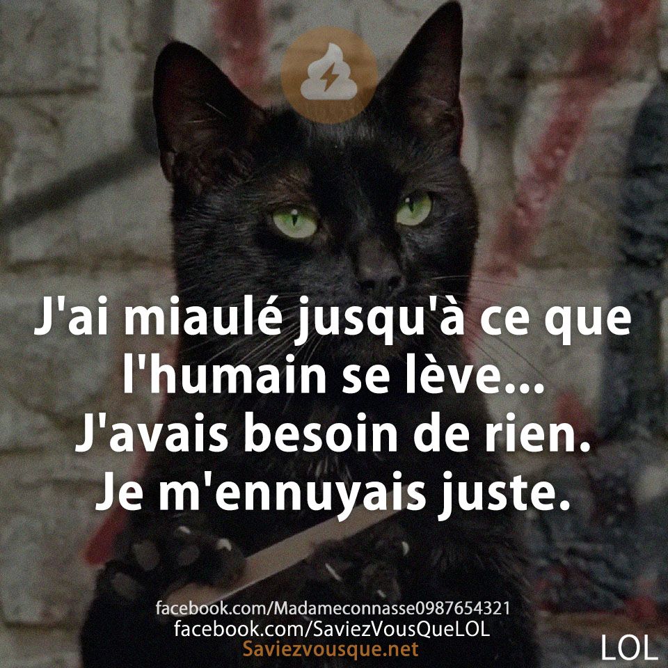 J&#039;ai miaulé jusqu&#039;à ce que l&#039;humain se lève... J&#039;avais besoin de rien. Je m&#039;ennuyais juste.