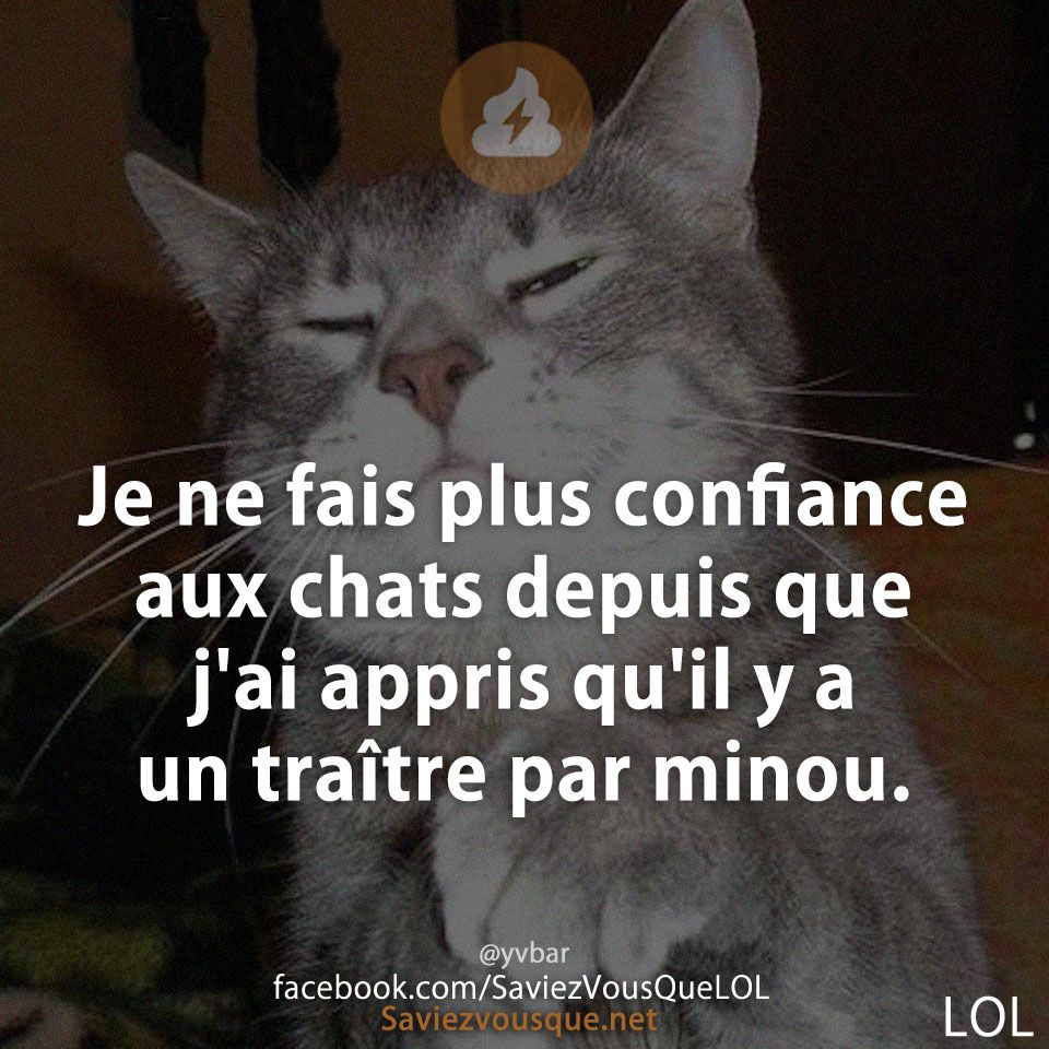 Je ne fais plus confiance aux chats depuis que j&#039;ai appris qu&#039;il y a un traître par minou.